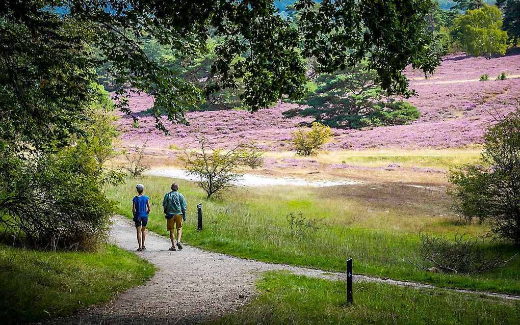 De Brunssummerheide. beeld ANP