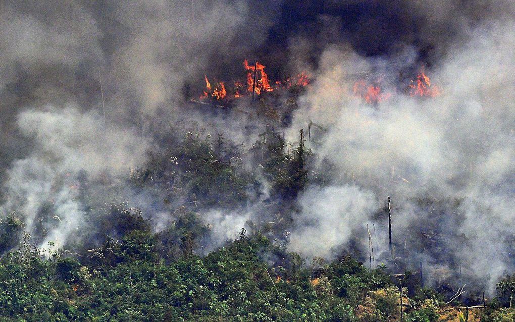 Brand in het Amazone-oerwoud. beeld AFP