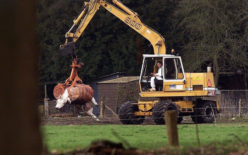 Een rundveebedrijf in Tongeren wordt geruimd, in 2001. beeld ANP