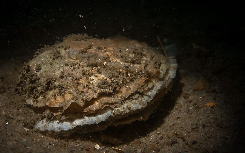 Oesters in de Noordzee ten noorden van Schiermonnikoog, hebben nakomelingen gekregen. beeld Udo van Dongen