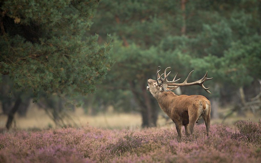 beeld Staatsbosbeheer