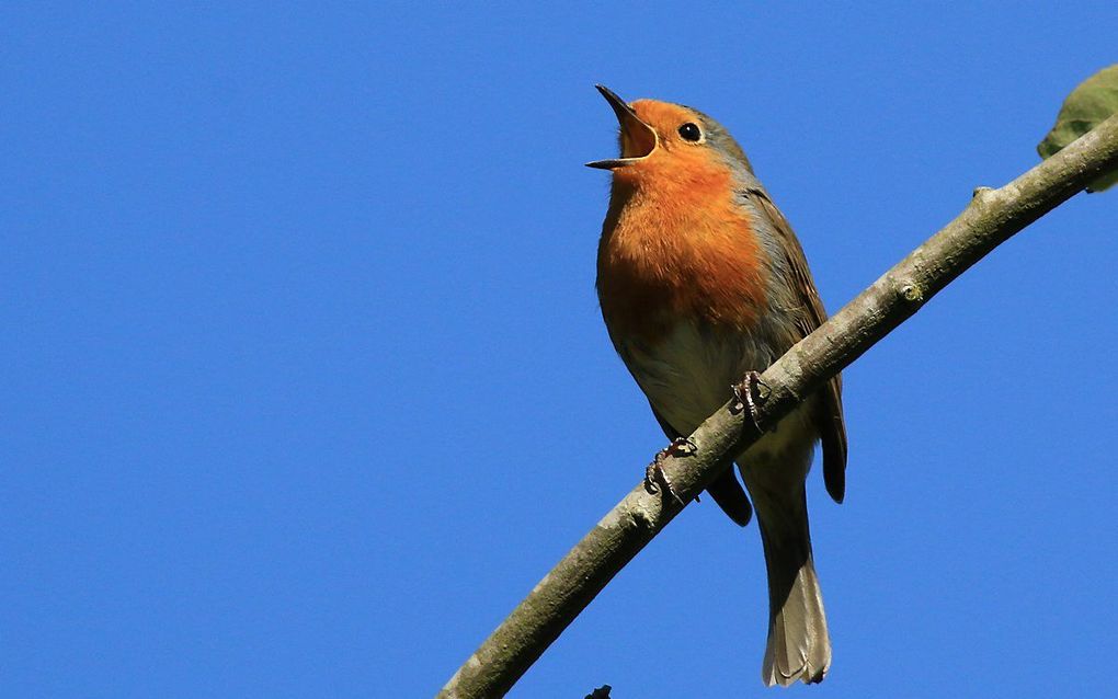 Naar zeggen verzorgt de roodborst de dagopening. beeld Wikimedia, Sharp Photograph