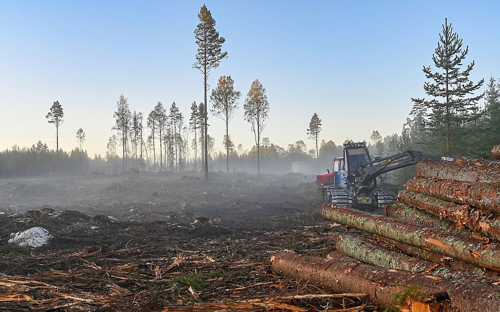 Productiebos in Zweden. beeld iStock