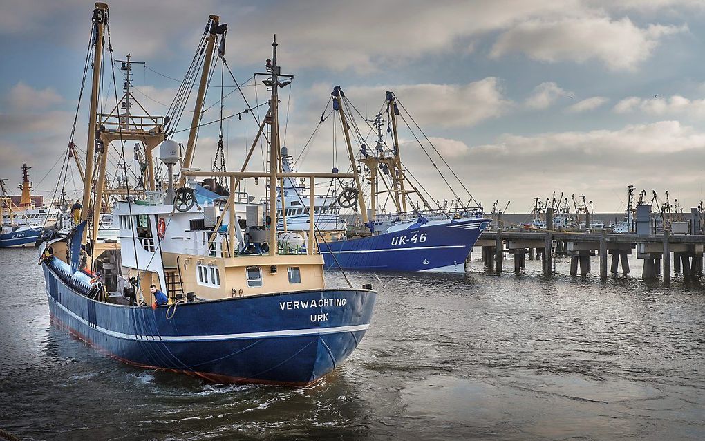 Urker kotters in de haven van Harlingen. beeld RD, Henk Visscher