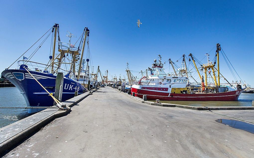 Kotters in de haven van Harlingen. beeld RD, Henk Visscher