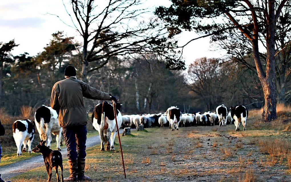 Heidekoeien in Drenthe. beeld Schaapskudde Het Stroomdal