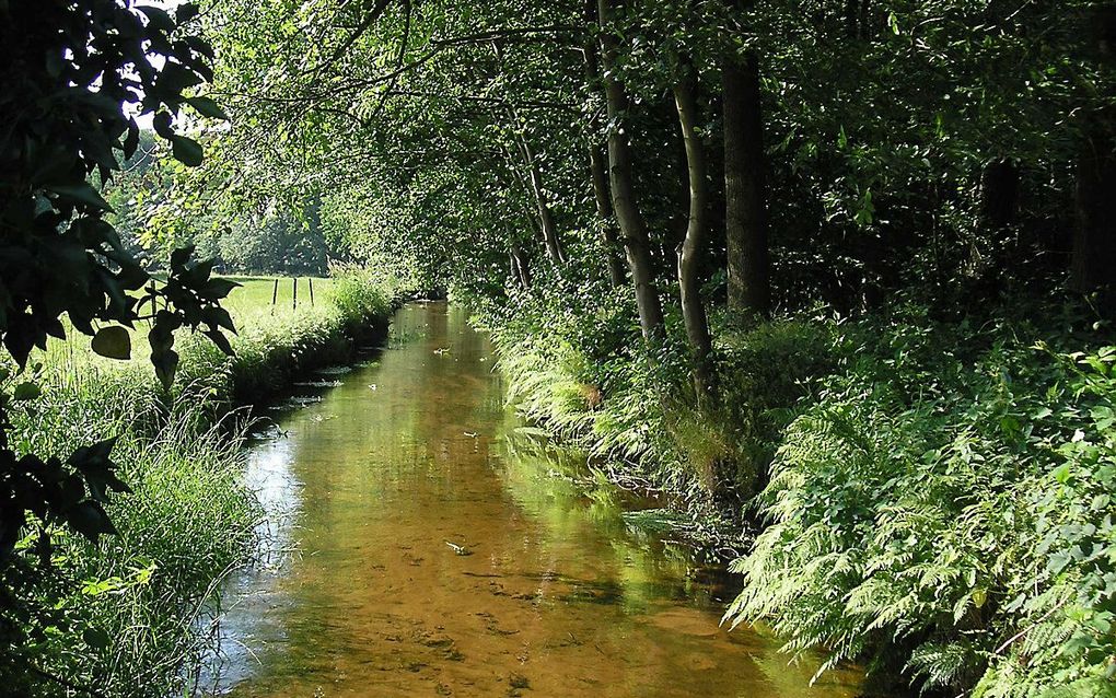 Leuvenumse Beek. beeld Wikimedia