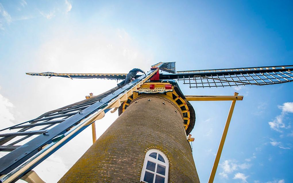 Molen De Schelvenaer in Krimpen. beeld Cees van der Wal