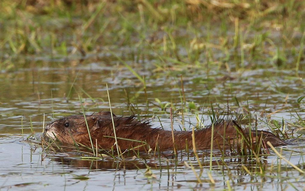 Een muskusrat. beeld Chiel Jacobusse