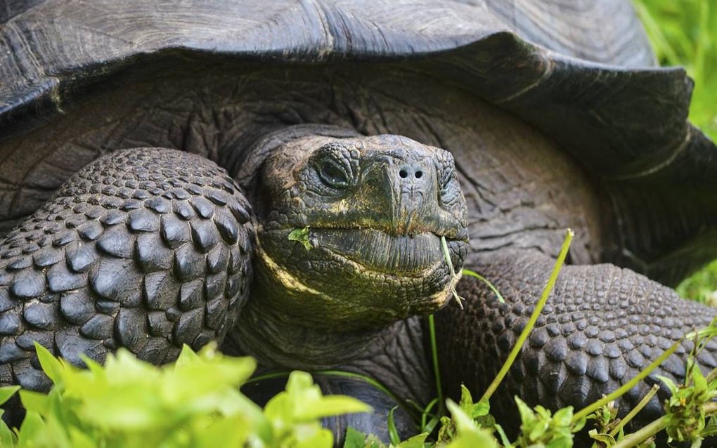 1. Galapagos reuzenschildpad. beeld Wikimedia