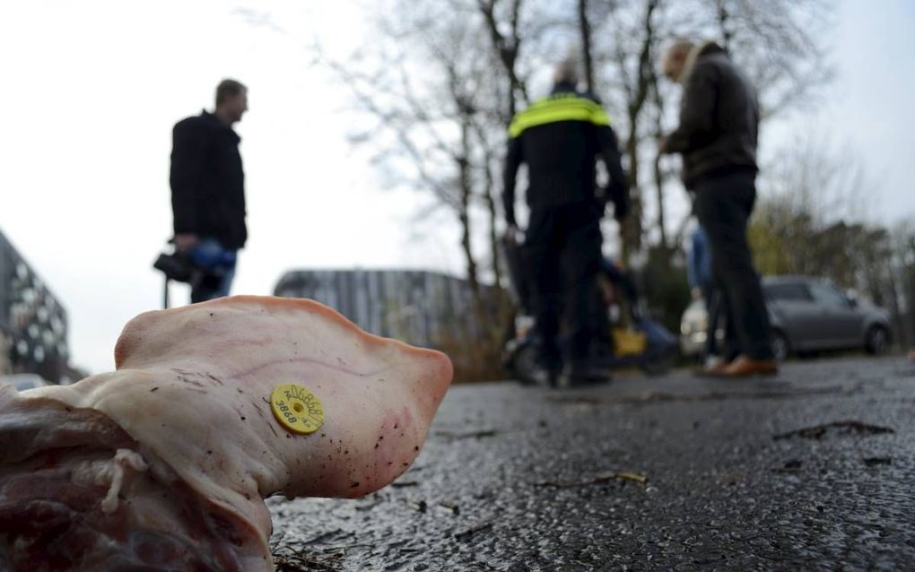 Varkenskop bij een toekomstig azc in Enschede. beeld ANP, Ginopress