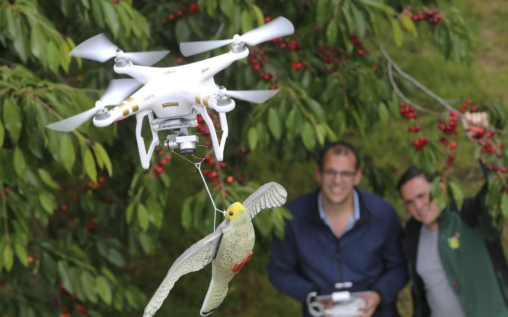 Kersenteler Theo Vernooij zet een drone in om zijn kersen te beschermen tegen spreeuwen. beeld VidiPhoto