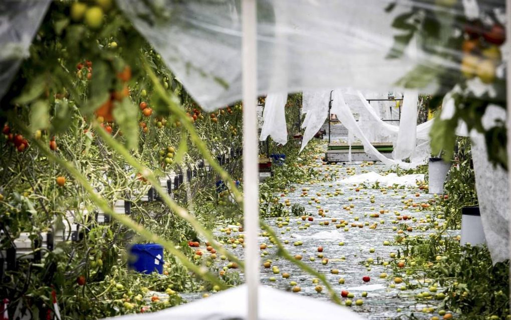 Gebroken glas bij tuinbouwbedrijf Groenco na de enorme landbouwschade die hagelbuien hebben aangericht in het zuidoosten van Nederland. Gedupeerden dringen er bij de overheid op aan om de schade te erkennen als nationale ramp. beeld ANP, Jerry Lampen