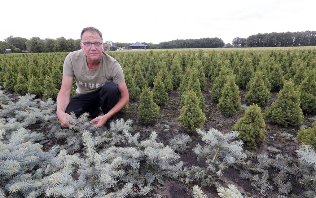 Boomkweker Jan Martens in het Brabantse Someren heeft voor een halfmiljoen euro schade vanwege de extreme regen en hagel vorige week. beeld Bert Jansen