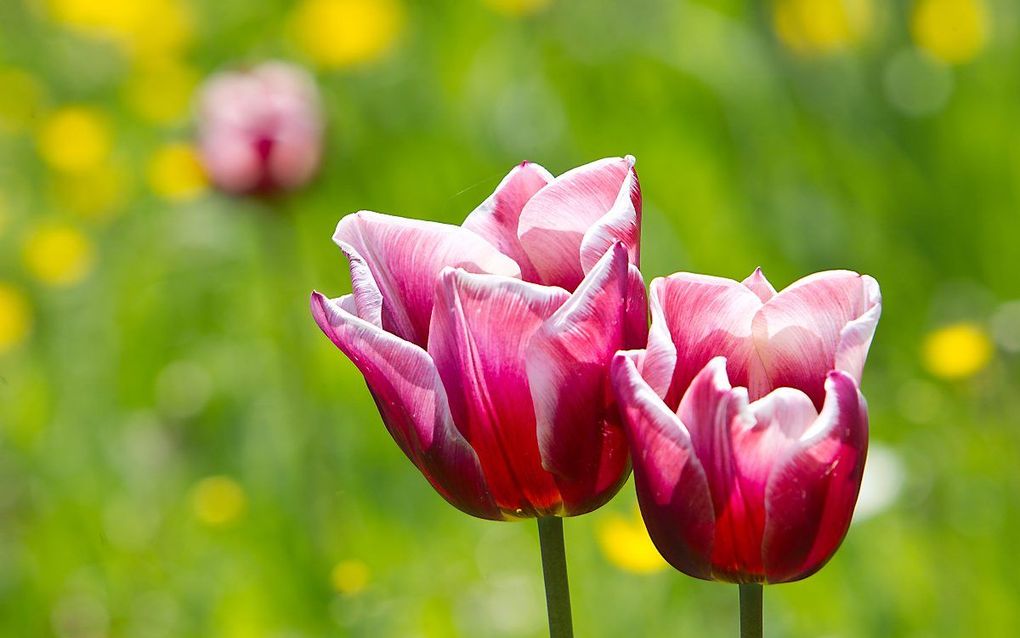 „Dagelijks wagen we ons nog een poosje buiten om de lente op te snuiven, zolang er nog geen nationale ophokplicht voor mensen geldt.” beeld RD, Anton Dommerholt