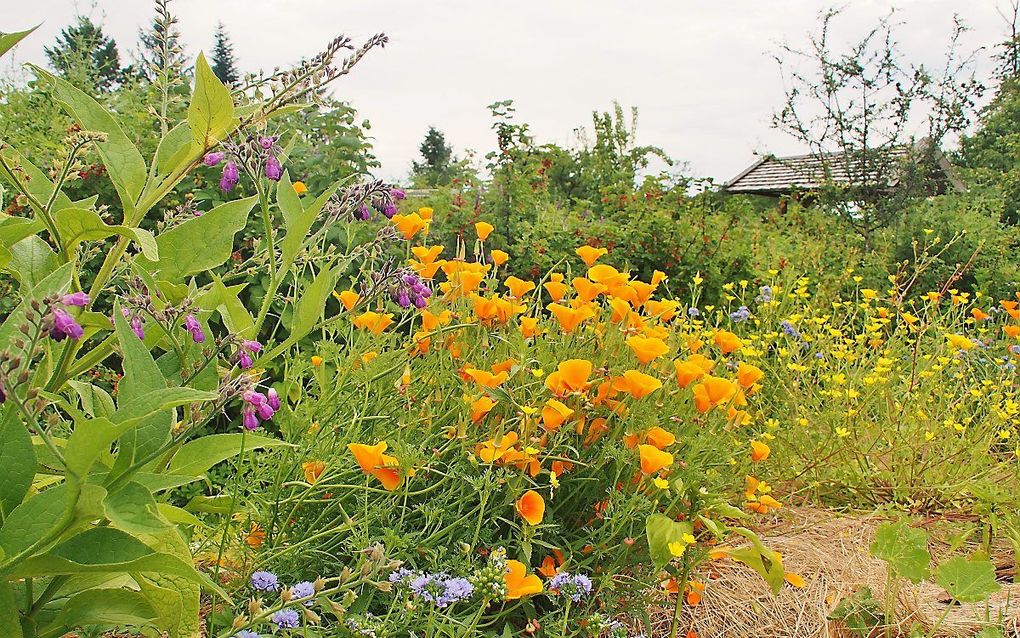 Bloemenpracht in Saint-Pierre-de-Frugie. beeld Imco Lanting