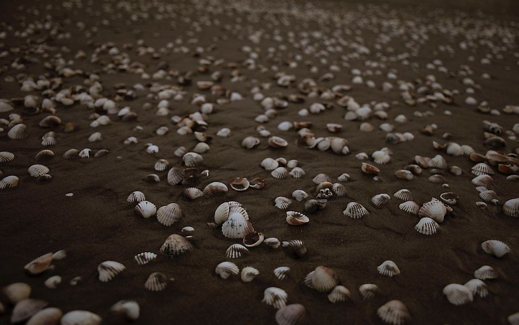 De resultaten bieden perspectief voor het herstel van de biodiversiteit in de Noordzee, dat de afgelopen decennia is gekelderd. beeld Unsplash