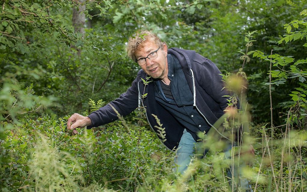 Tussen de essen en wat ondergroei ontdekt Jan de Vries al een eerste begin van het voedselbos. Een kruisbessenstruik heeft wortel geschoten. beeld Jan Spoelstra