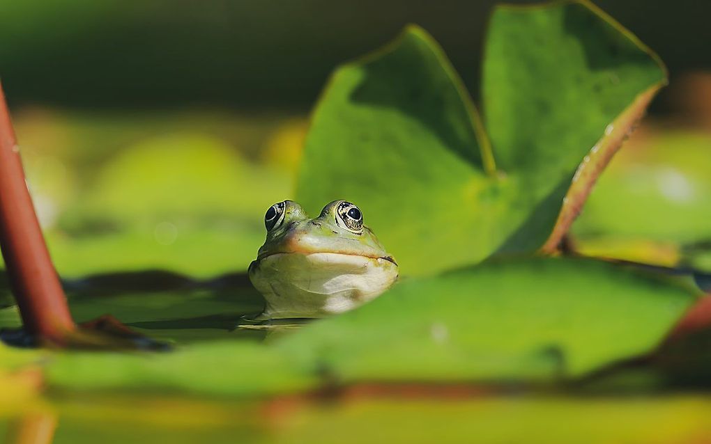 Tientallen kikekrs gingen dood in een waterpoel. beeld Pixabay