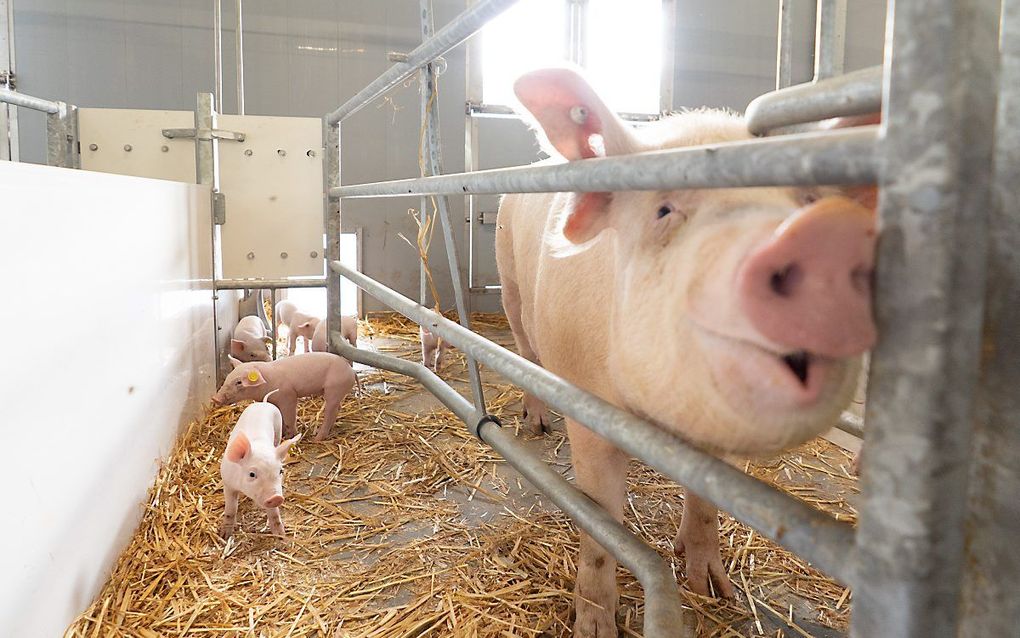 Zeugenboerderij in Lunteren. beeld Niek Stam