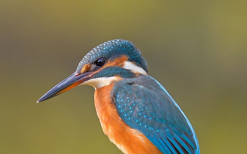 In de oever op de landtong tussen het Wantij en de haven is een broedgeval van IJsvogels vastgesteld. beeld Wikimedia