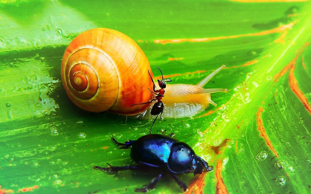 Op de lange termijn geven de jaarlijkse tellingen inzicht in veranderingen in de natuur, zeggen het Nederlands Instituut voor Ecologie (NIOO-KNAW) en het Centrum voor Bodemecologie (CSE). beeld Unsplash