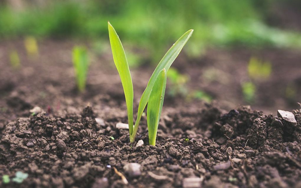 Door een overgang naar biologische kringlooplandbouw zou de milieubelasting van de sector enorm verminderen en het stikstofprobleem zou helemaal worden opgelost, zo heeft onderzoeksbureau CE Delft berekend in opdracht van Milieudefensie. beeld Unsplash