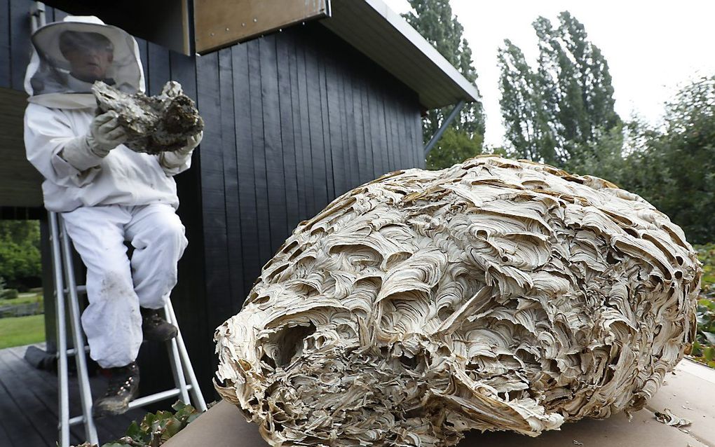 Ongediertebestrijder Ed de Groot verwijdert donderdag op de zolder van een voormalige kwekerij in het Utrechtse Cothen het tot nog toe grootste wespennest dat hij ooit tegenkwam. beeld VidiPhoto