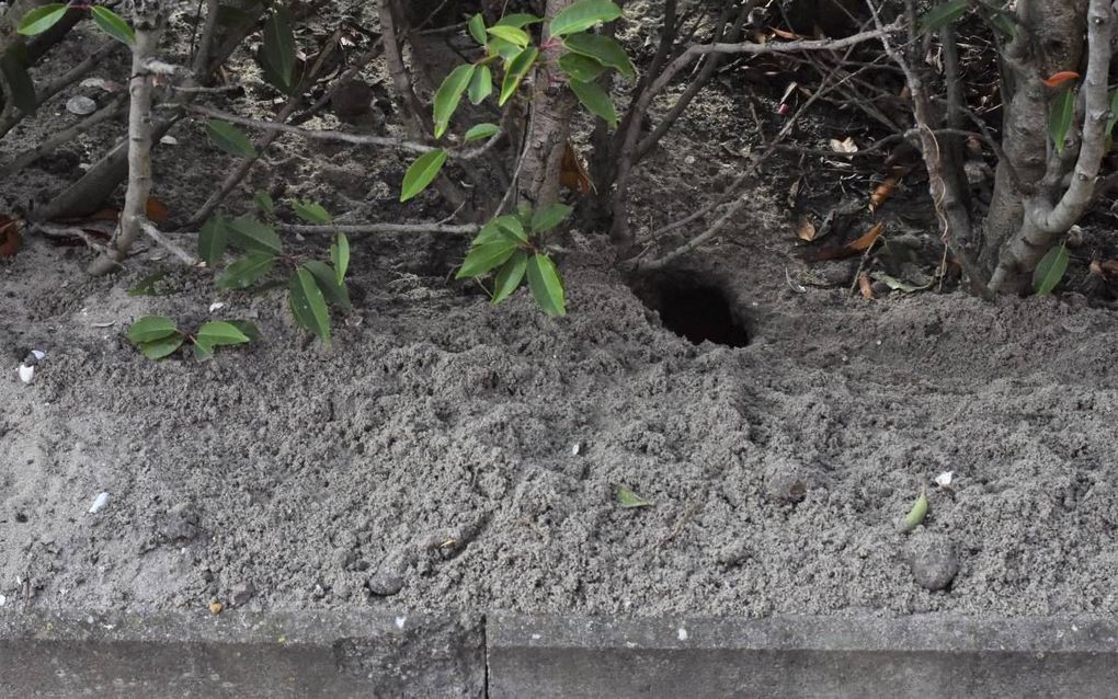 „Kijk eens rond met de ogen van een rat”