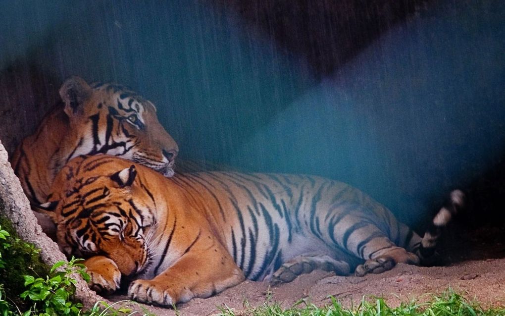 Tijger verwondt man in dierentuin New York