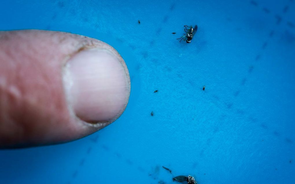 Waarom is een vlieg raken zo lastig?