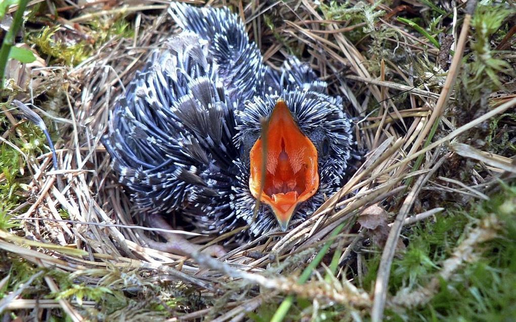 56 Best Images Cat Food Bath Creature Creeped Out Creeped Out Netflix