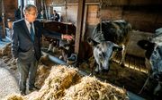 SGP-Kamerlid Roelof Bisschop op werkbezoek bij een veehouder. beeld ANP, Jeroen Jumelet