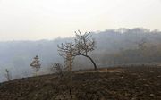 Een door brand verwoest deel van de Braziliaanse Amazone. beeld EPA, Rogerio Florentino