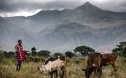 Een herder in Oeganda. beeld AFP, Luis Tato