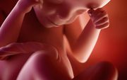 Foetus van 24 weken. beeld iStock