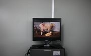 Een gekloonde schaap, Peng Peng, op een video in het Peking Genomisch Instituut in de zuidelijke Chinese stad Shenzhen, 2012. Chinese wetenschappers veranderen nu ook de kleur van schapen. beeld Reuters, Tyrone Siu