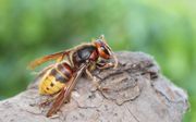 Een hoornaar is behalve aan zijn grootte te herkennen aan de rode vlekken op zijn lijf en het luide zoemen. beeld Fotolia
