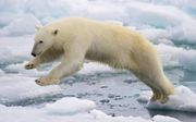 Springende ijsbeer. beeld Wikimedia, Arturo de Frias (with permission)