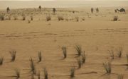 Woestijn in Saudi-Arabië. beeld RD
