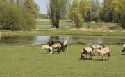 BRAKEL. In de uiterwaarden rondom Slot Loevestein danst een veulen door het veld. Er lopen konikspaarden en rode geuzen in het natuurgebied. beeld Theo Haerkens