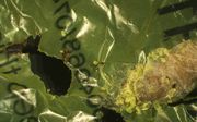 De larve van de grote wasmot laat zich plastic van het type polyetheen uitstekend smaken.  beeld Federica Bertocchini