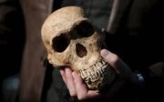 Lee Rogers Berger, hoogleraar paleoantropologie in Johannesburg, toonde gisteren een replica van Homo naledi. Jarenlang onderzoek van zijn team bracht aan het licht dat de mensensoort minder oud is dan eerder werd gedacht.  beeld AFP, Gulshan Khan