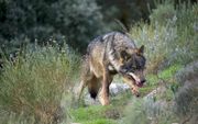 Volgens officiële cijfers zijn er in Spanje 297 roedels met in totaal 2500 wolven. beeld Wikipedia
