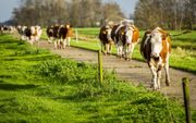 „Dat er dit jaar ongeveer 100.000 goede melkkoeien moeten worden afgeslacht, heeft te maken met ondeugdelijk overheidsbeleid.” beeld ANP, Valerie Kuypers