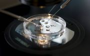 MAASTRICHT. Embryoselectie op de ivf-afdeling van het Academisch Ziekenhuis Maastricht. Een Amerikaans onderzoeksteam is erin geslaagd een fout gen direct na de bevruchting te repareren. beeld ANP, Lex van Lieshout