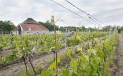Op wijngaard De Kroon van Texel in de buurt van Den Burg staan zo’n 3500 wijnstokken in de zon. Op dinsdag en zaterdag geeft de eigenaar rondleidingen. beeld RD, Anton Dommerholt