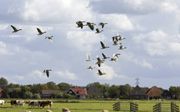 „In plaats dat we egeltjes zien rondscharrelen, zien we monotone graslanden met ganzen – en daar zijn de boeren dan weer niet blij mee.” Foto: platteland bij het Noord-Hollandse De Woude. beeld RD, Anton Dommerholt
