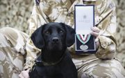 Na 2002 kregen verschillende Engelse honden die in Irak en Afghanistan dienden een medaille. beeld AFP
