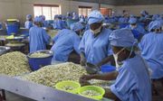 „Incluvest en Woord en Daad willen meer fabrieken zoals de cashewfabriek Afokantan in Benin (foto) helpen opstarten.” beeld Studio Pib
